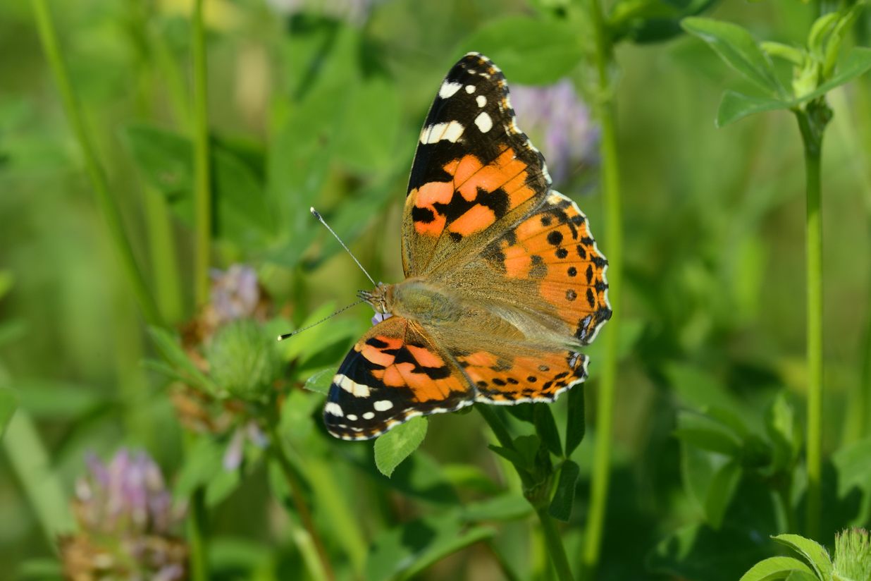 Conferma Cynthia cardui